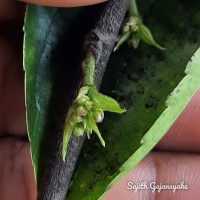 Celtis timorensis Span.